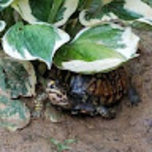 Meet your Posher, Jeffrey